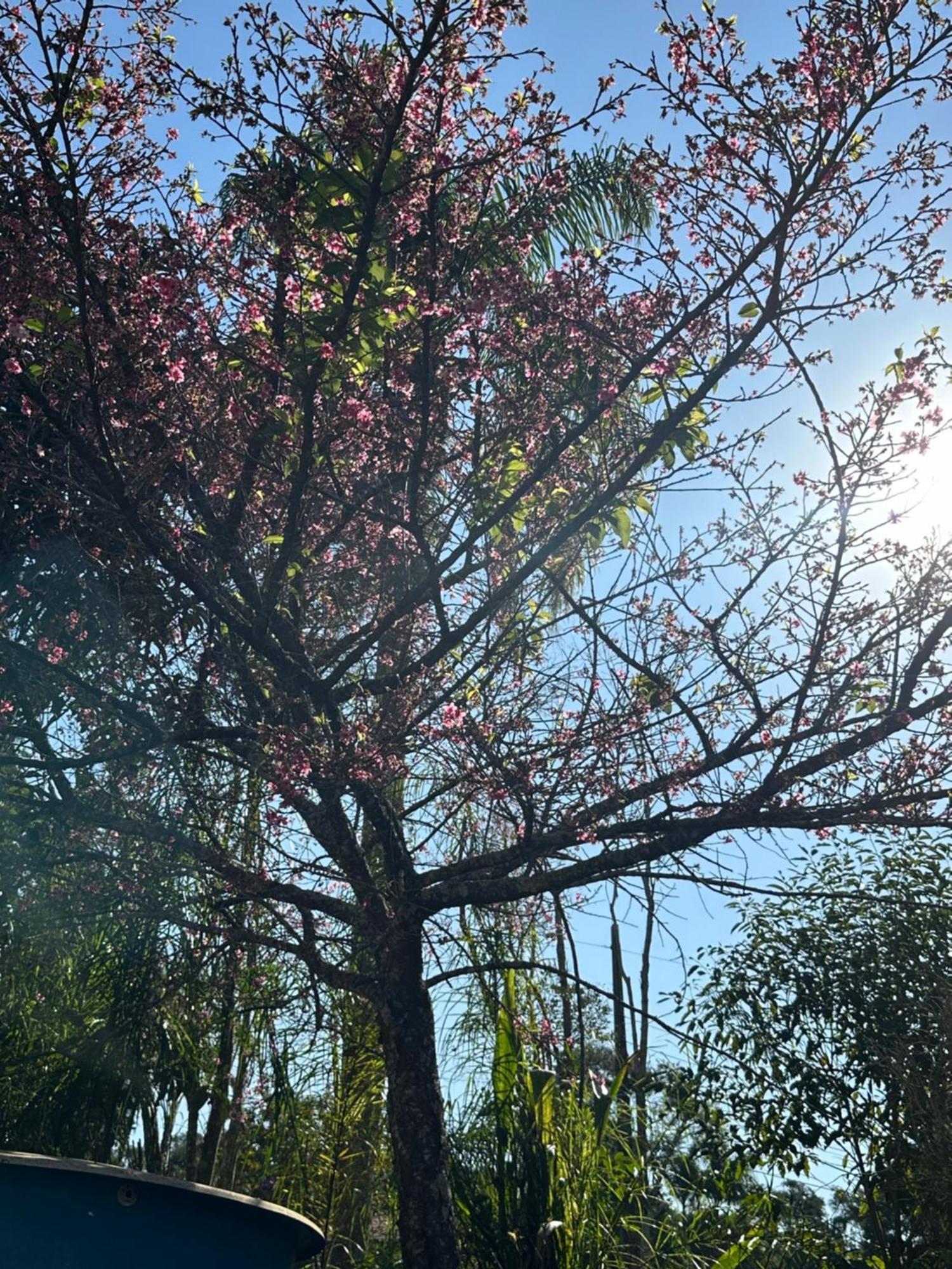 Morada Dos Beija-Flores Ibiúna Dış mekan fotoğraf